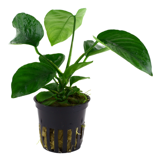 Tropica Anubias barteri caladiifolia – Topfpflanze