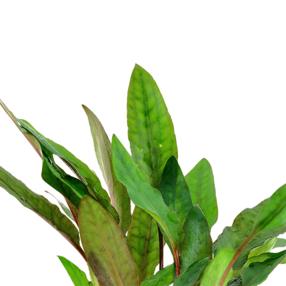 Tropica Cryptocoryne beckettii "Petchii" - Topf – weitere Ansicht