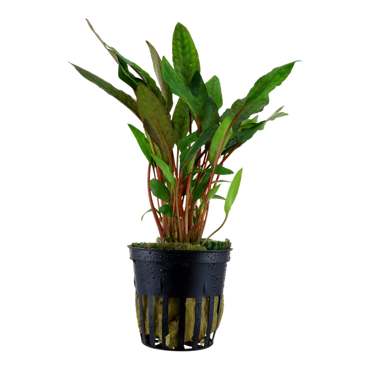 Tropica Cryptocoryne beckettii "Petchii" - Topf – Topfpflanze