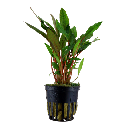 Tropica Cryptocoryne beckettii "Petchii" - Topf – Topfpflanze