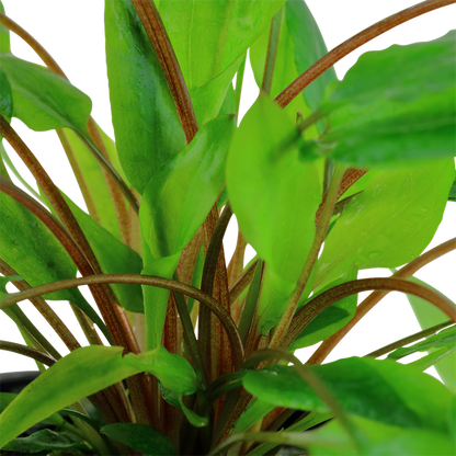Tropica Cryptocoryne wendtii "Green" - Topf – weitere Ansicht