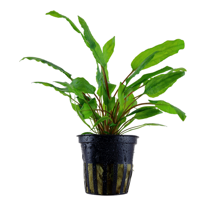 Tropica Cryptocoryne wendtii "Green" - Topf – Topfpflanze