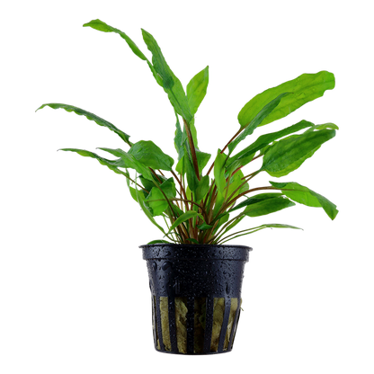 Tropica Cryptocoryne wendtii "Green" - Topf – Topfpflanze