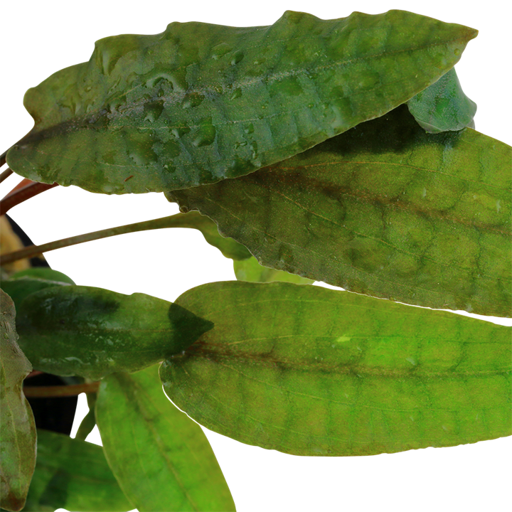 Tropica Cryptocoryne wendtii 'Tropica' - Topf – weitere Ansicht