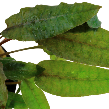 Tropica Cryptocoryne wendtii 'Tropica' - Topf – weitere Ansicht