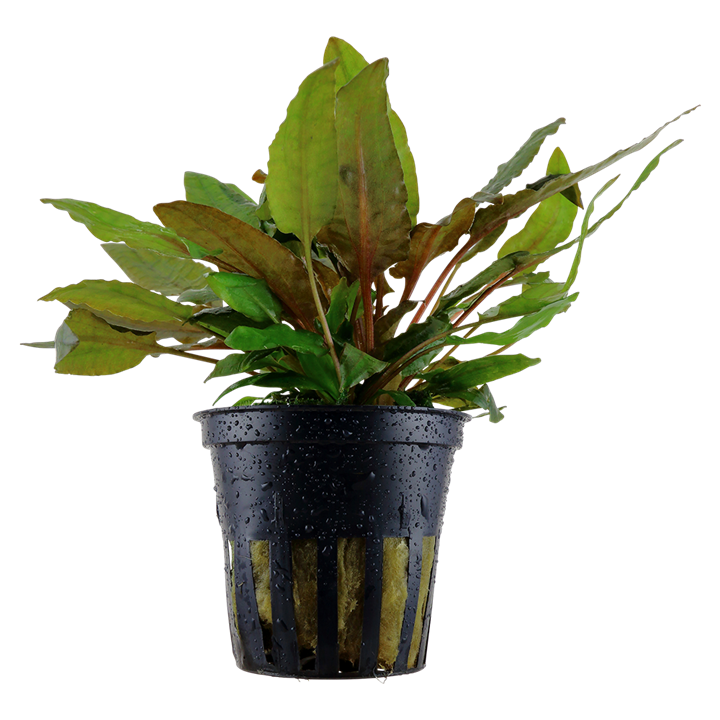 Tropica Cryptocoryne wendtii 'Tropica' - Topf – Topfpflanze