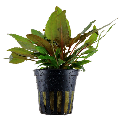 Tropica Cryptocoryne wendtii 'Tropica' - Topf – Topfpflanze