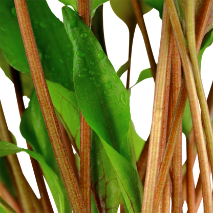 Tropica Cryptocoryne undulata 'Broad Leaf' – Topfpflanze – weitere Ansicht