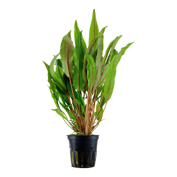 Tropica Cryptocoryne undulata 'Broad Leaf' – Topfpflanze – Topfpflanze