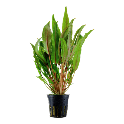 Tropica Cryptocoryne undulata 'Broad Leaf' – Topfpflanze – Topfpflanze