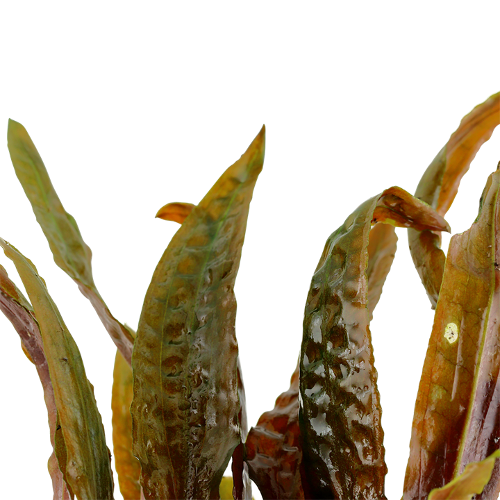 Tropica Cryptocoryne usteriana - Topf – weitere Ansicht