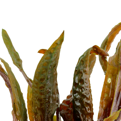 Tropica Cryptocoryne usteriana - Topf – weitere Ansicht