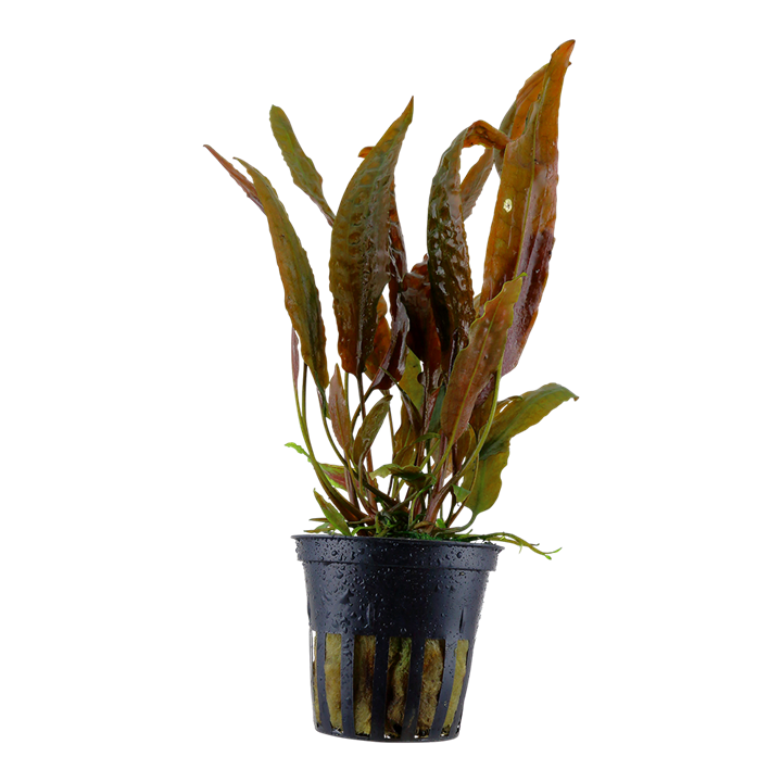 Tropica Cryptocoryne usteriana - Topf – Topfpflanze
