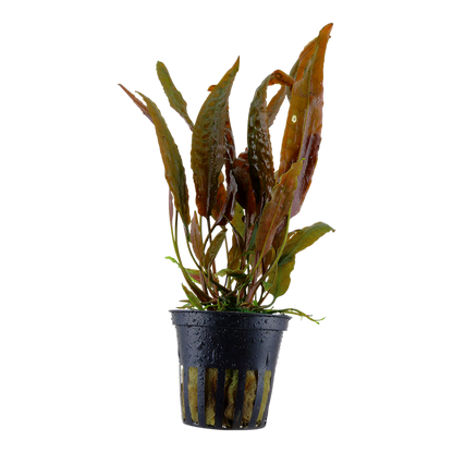 Tropica Cryptocoryne usteriana - Topf – Topfpflanze