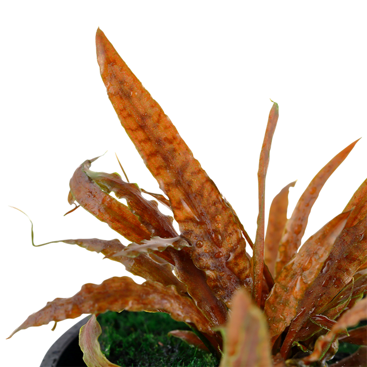 Tropica Cryptocoryne albida 'Brown' - Topf – weitere Ansicht