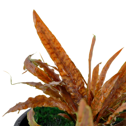 Tropica Cryptocoryne albida 'Brown' - Topf – weitere Ansicht
