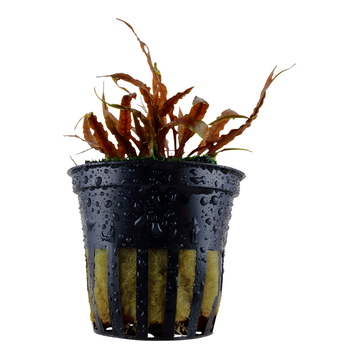 Tropica Cryptocoryne albida 'Brown' - Topf – Topfpflanze
