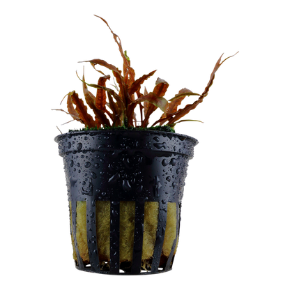 Tropica Cryptocoryne albida 'Brown' - Topf – Topfpflanze