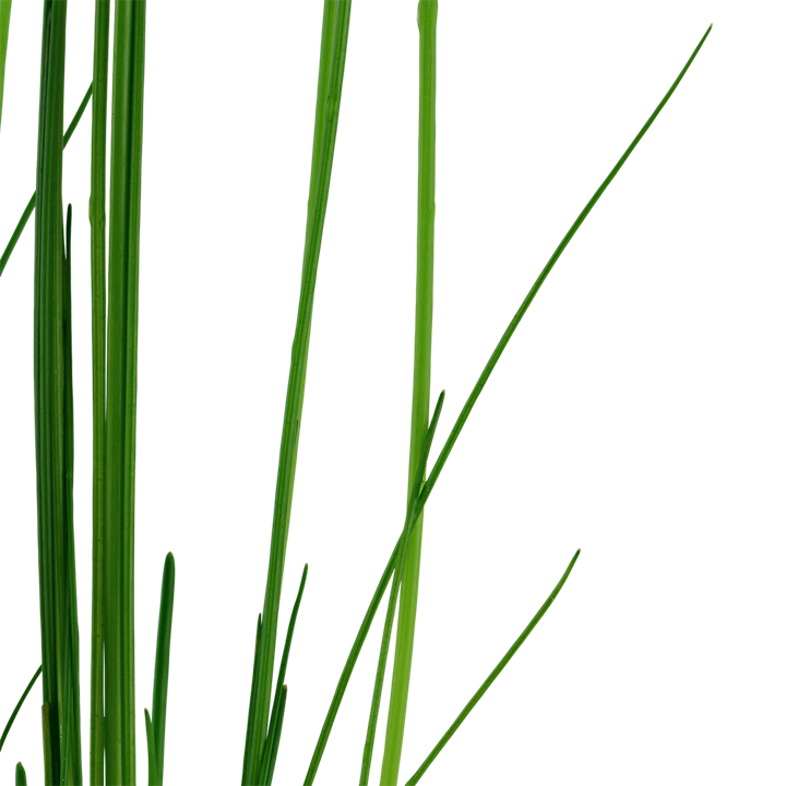 Tropica Eleocharis montevidensis – Topfpflanze – weitere Ansicht