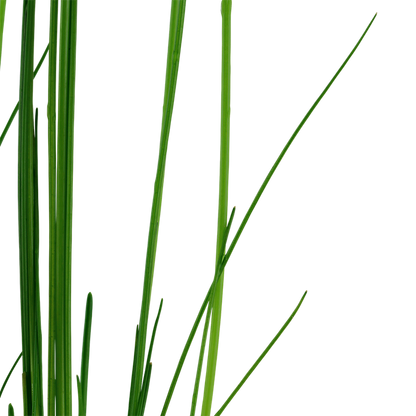 Tropica Eleocharis montevidensis – Topfpflanze – weitere Ansicht