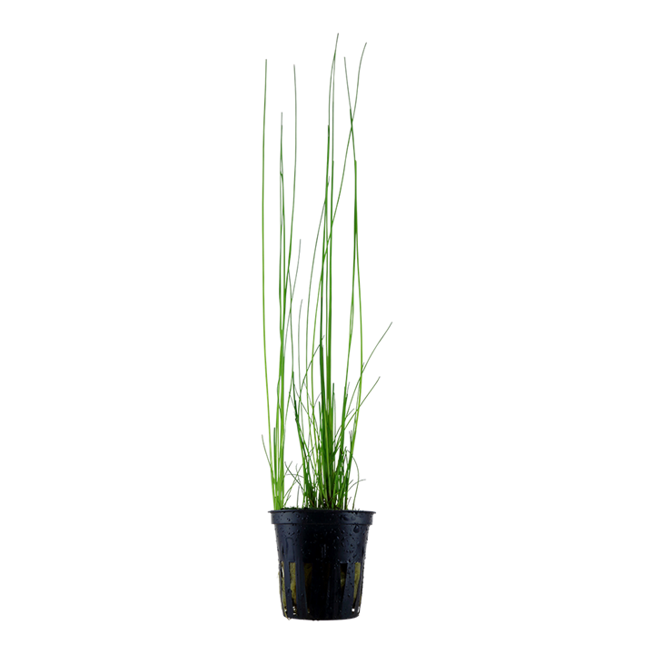 Tropica Eleocharis montevidensis – Topfpflanze – Topfpflanze