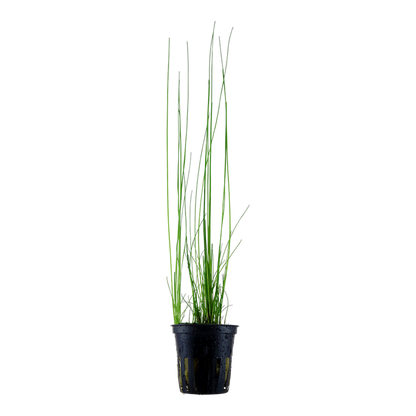 Tropica Eleocharis montevidensis – Topfpflanze – Topfpflanze