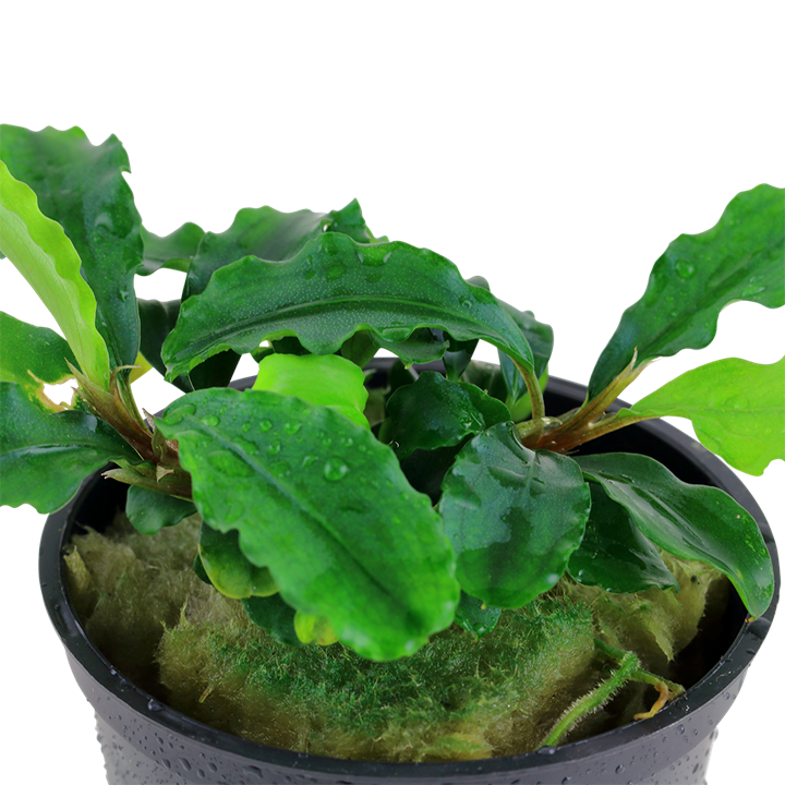 Tropica Bucephalandra pygmaea "Bukit Kelam / Sintang" - Topf – weitere Ansicht