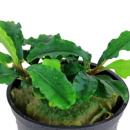 Tropica Bucephalandra pygmaea "Bukit Kelam / Sintang" - Topf – weitere Ansicht