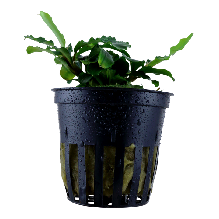 Tropica Bucephalandra pygmaea "Bukit Kelam / Sintang" - Topf – Topfpflanze