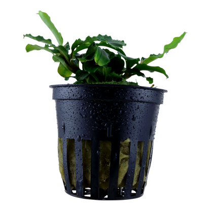 Tropica Bucephalandra pygmaea "Bukit Kelam / Sintang" - Topf – Topfpflanze