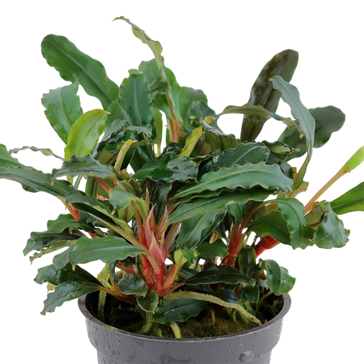 Tropica Bucephalandra sp. "Red" - Topf – weitere Ansicht