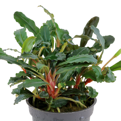 Tropica Bucephalandra sp. "Red" - Topf – weitere Ansicht