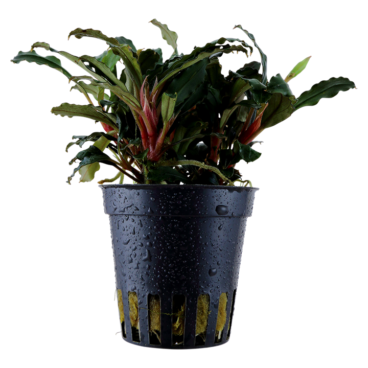 Tropica Bucephalandra sp. "Red" - Topf – Topfpflanze