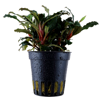 Tropica Bucephalandra sp. "Red" - Topf – Topfpflanze